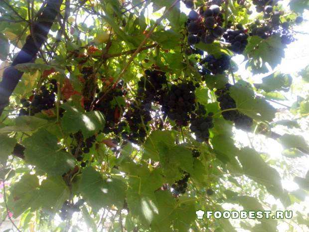 Виноградные гроздья